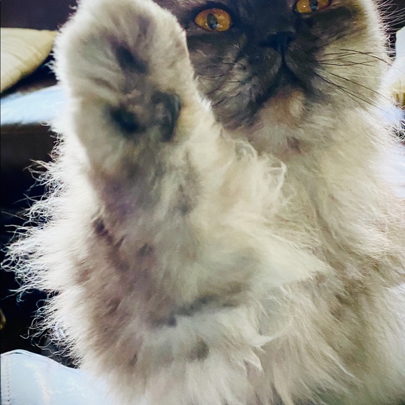 Meet your Posher, Patti - Picture 4 of 5